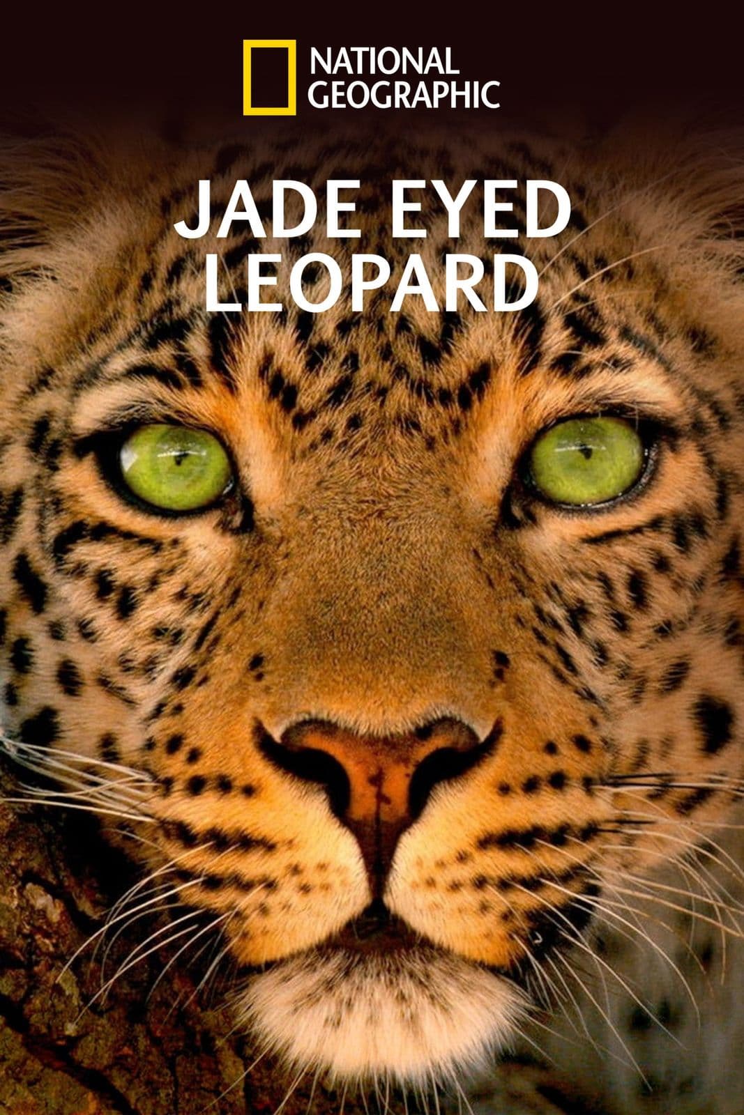 jade eyed leopard 2020 web h264-rbb